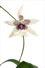 Flowering Tahoma Glacier Beallara hybrid orchid