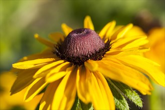 Flowering Coneflower or Black-eyed-susan (Rudbeckia)