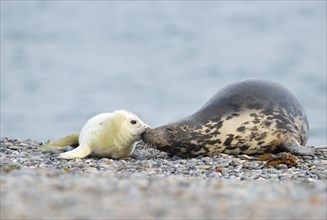 Grey Seal (Halichoerus grypus) female with pup