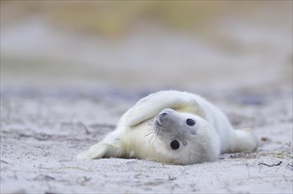 Young Grey Seal (Halichoerus grypus) pup