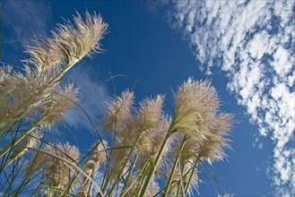 Pampas grass (Cortaderia selloana) against a blue sky with clouds
