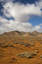 Succulent vegetation on rust-red laterite soil in a winter rainfall desert ecosystem