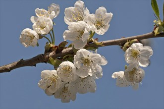 Flowering Cherry (Prunus avium)