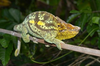 Parson's Giant Chameleon (Calumma parsonii parsonii)