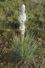 Asphodel (Asphodeline parviflora or Asphodeline taurica)