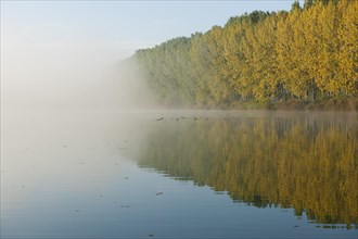 Pond landscape with fog in autumn