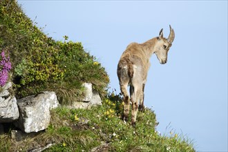 Alpine Ibex (Capra ibex) looking down slope