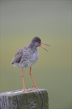 Redshank (Tringa totanus) perched on a post