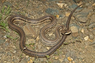 Four-lined Snake (Elaphe quatorlineata) basking in the sun