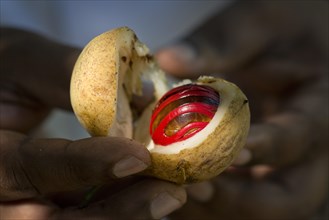 Hands holding a nutmeg with mace (Myristica fragrans) in its shell