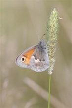 Small Heath butterfly (Coenonympha pamphilus) perched on a grass flower