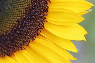 Inflorescence of a Sunflower (Helianthus annuus)