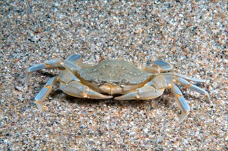Species of Swimming Crab (Macropipus holsatus)