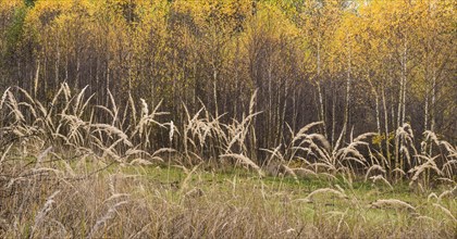 Birch forest in autumn