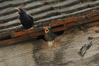 Starling (Sturnus vulgaris) on a roof with a chick in its nest