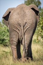 African elephant (Loxodonta africana) from behind