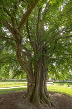 Ginkgo tree (Ginkgo Biloba)