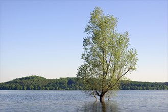 Willow (Salix)