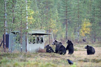 Brown Bears (Ursus arctos)