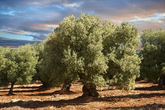 Ancient Cerignola olive trees (Olea europaea)