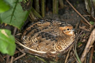 King Quail or Chinese Painted Quail (Coturnix chinensis)