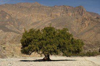 Ghaf tree (Prosopis cineraria)
