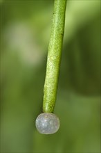 Spherical white fruit of the Mistletoe cactus (Rhipsalis clavata)