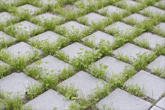 Eco-friendly paving of a parking lot with clover and grass