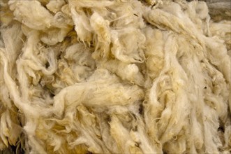 Shorn sheep wool