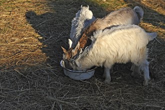 Young goatlings or kids feeding from a bowl