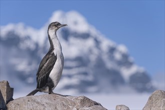 Imperial Shag or Antarctic Cormorant (Phalacrocorax atriceps)