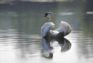 Mute Swan (Cygnus olor) swimming on a pond
