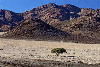 Shepherd's tree (Boscia albitrunca) in a dry valley