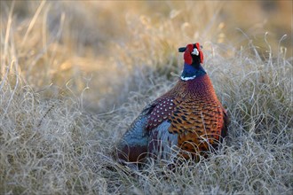 Common Pheasant (Phasianus colchicus)