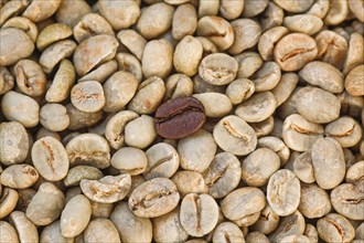 Unroasted coffee beans and one roasted coffee bean
