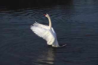Mute Swan (Cygnus olor)