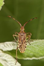 Juniper Shield Bug (Gonocerus juniperi)