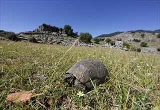 Mediterranean Spur-thighed Tortoise (Testudo graeca) on grass