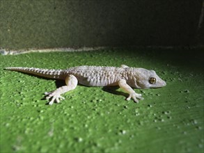 Gomera Wall Gecko (Tarentola gomerensis)