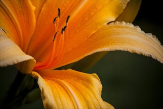 Daylily (Hemerocallis sp.)