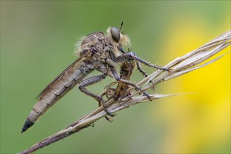 Robberfly (Machimus rusticus) with a captured hoverfly