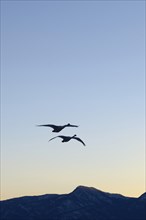 Whooper swans (Cygnus cygnus) in flight in the light of dawn