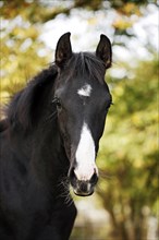 Black Wuerttemberg foal
