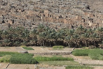 Oasis with date palms and green fields in front of the historic ruins of the village of Al Hajir