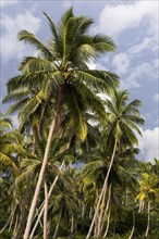 Coconut grove
