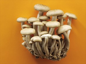 Organic Hon-Shimeji mushrooms (Lyophyllum shimeji)