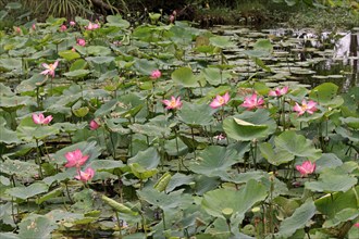 Indian lotus flowers (Nelumbo nucifera)