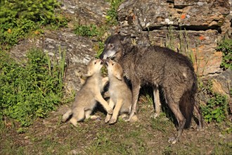 Eastern Wolf (Canis lupus)
