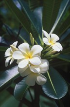 Frangipani flowers (Plumeria)