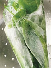 Frosted Pak Choi
